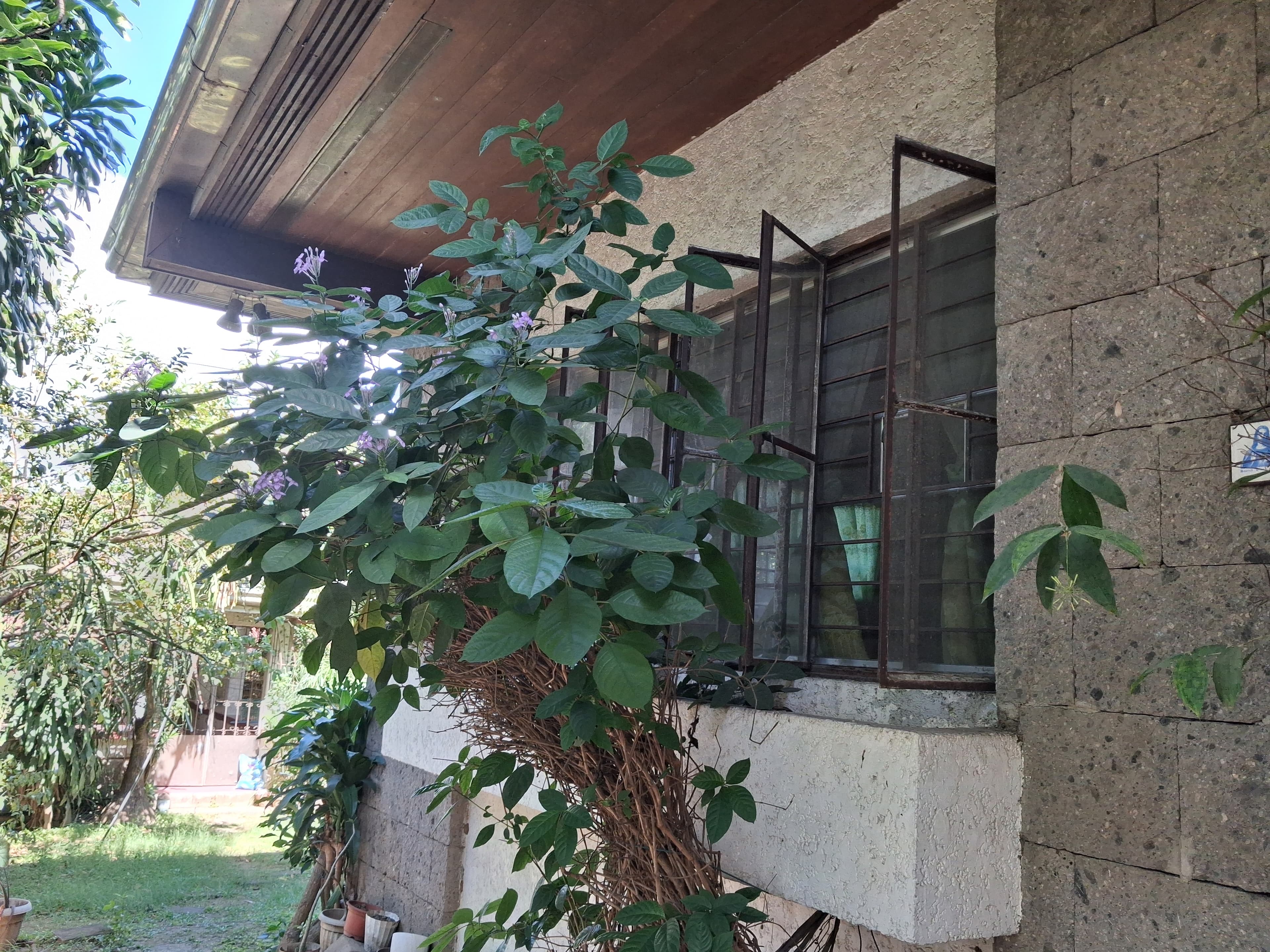 Flood Free Quezon City House and Lot For Sale - Image 2
