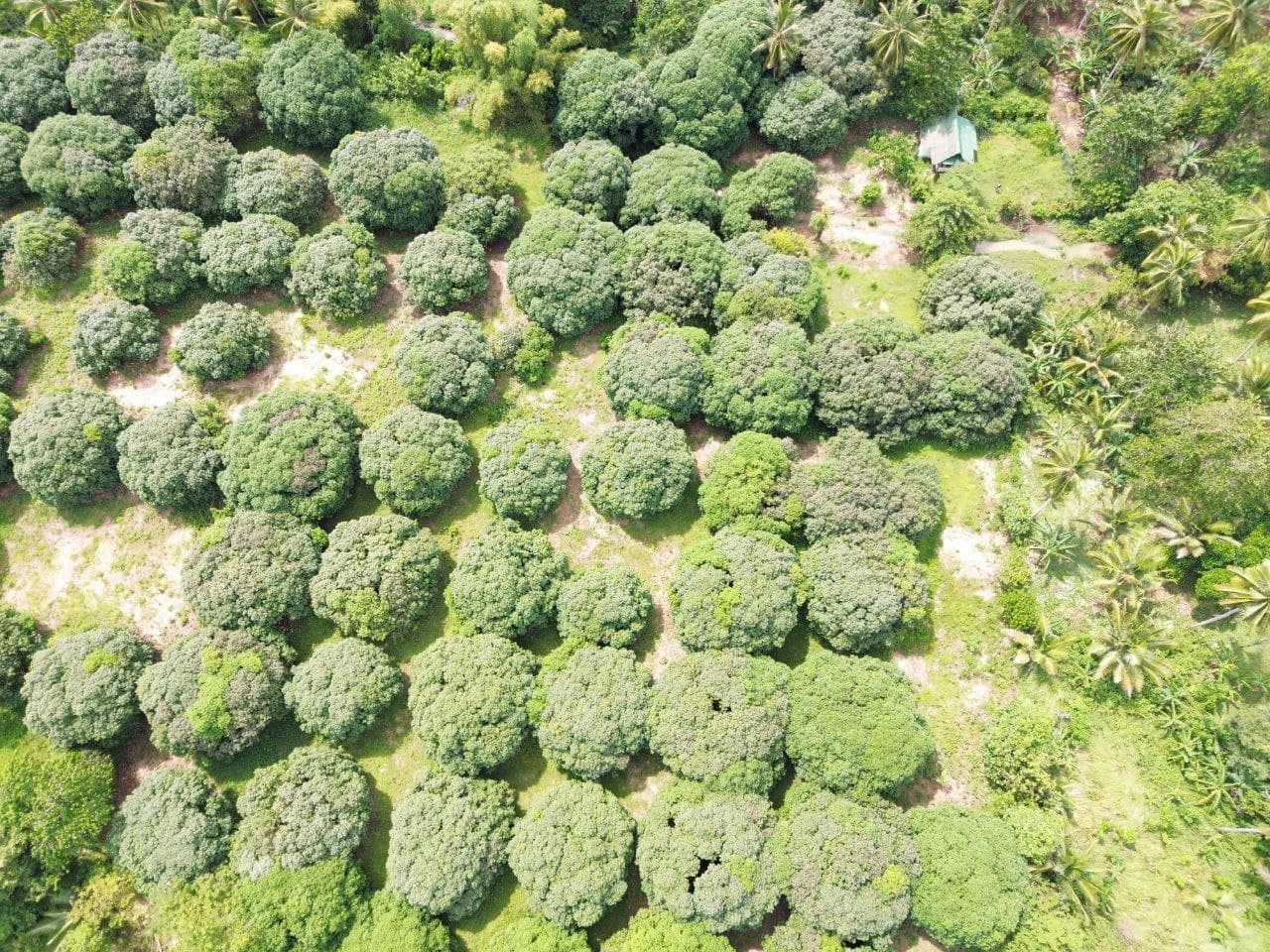 MANGO FARM 5 HECTARES FOR SALE BONGABONG ORIENTAL MINDORO - Image 2 of 5