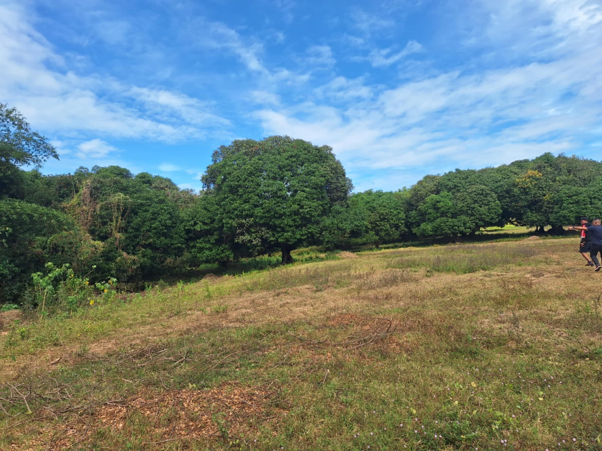 Premium Investment Opportunity: Own a 4.3-Hectare Mango Estate in Villasis, Pangasinan - Image 1 of 5