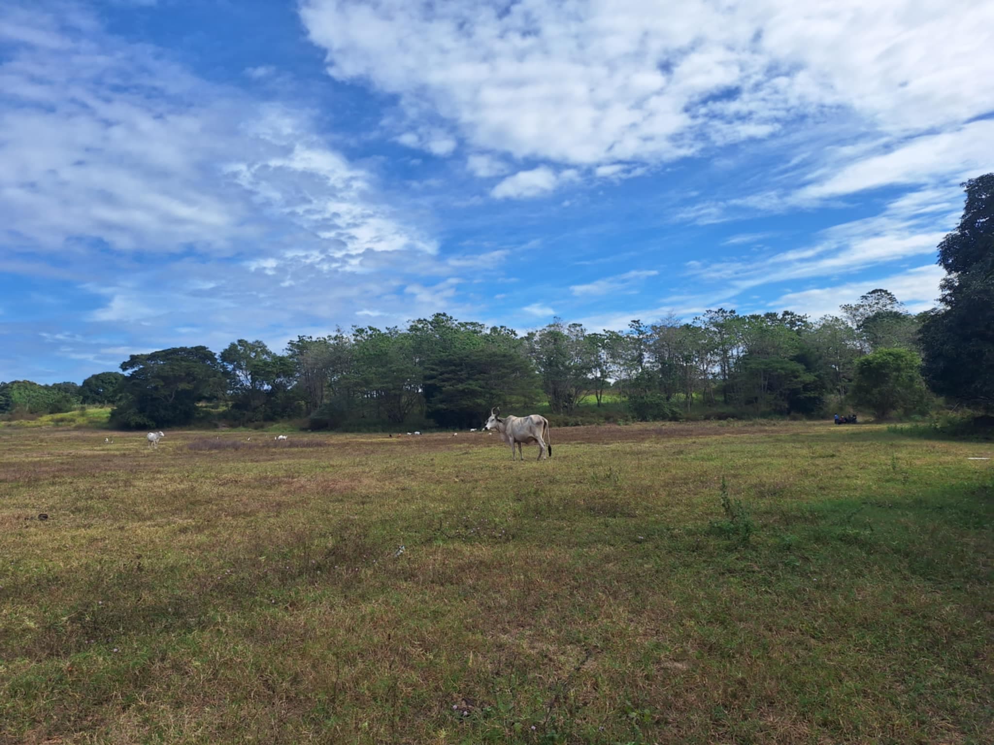 Premium Investment Opportunity: Own a 4.3-Hectare Mango Estate in Villasis, Pangasinan - Image 5 of 5