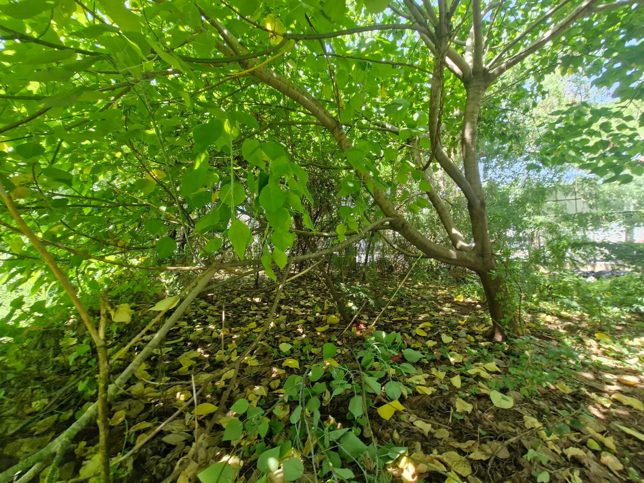Vacant Commercial Lot for rent in Congressional Quezon City - main photo