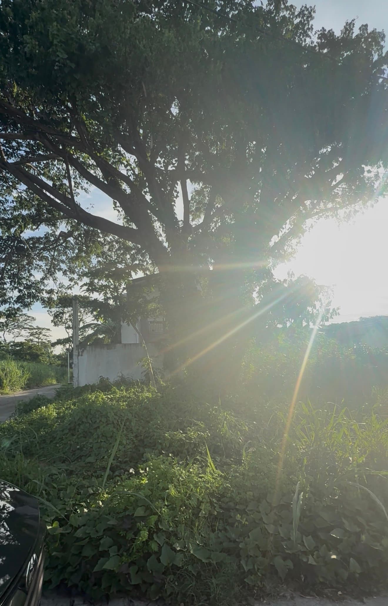 Dasmarinas Lot for Sale in Robinson Vineyard