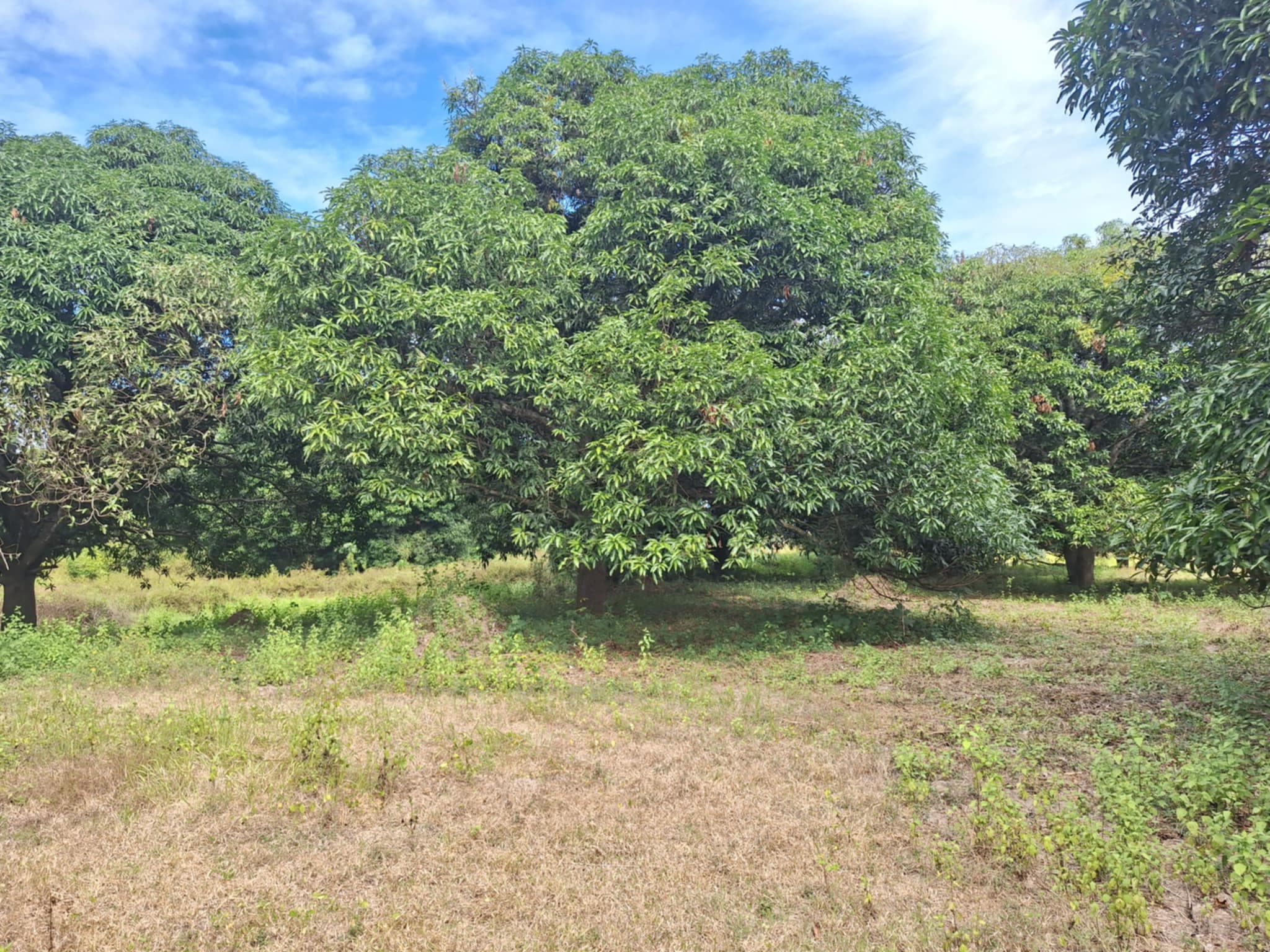 Premium Investment Opportunity: Own a 4.3-Hectare Mango Estate in Villasis, Pangasinan - Image 2 of 5