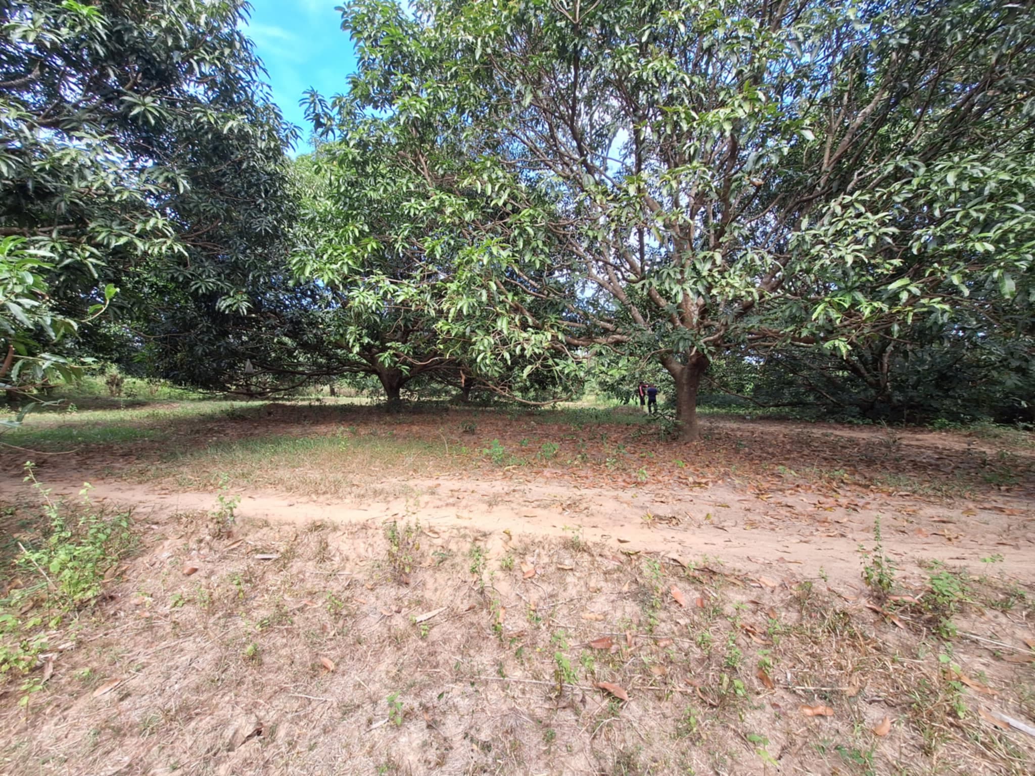 Premium Investment Opportunity: Own a 4.3-Hectare Mango Estate in Villasis, Pangasinan - Image 3 of 5