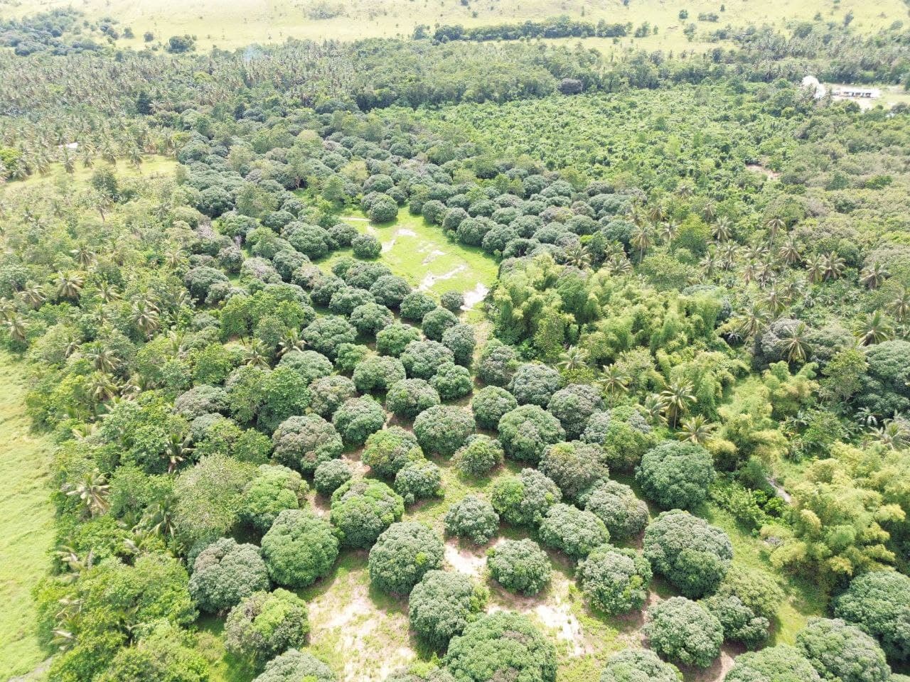 MANGO FARM 5 HECTARES FOR SALE BONGABONG ORIENTAL MINDORO - Image 3 of 5