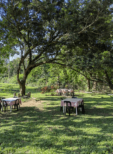 INCOME-GENERATING 1.4+ HECTARE COMMERCIAL–AGRICULTURAL ESTATE | TURNKEY OPERATIONS - Image 2