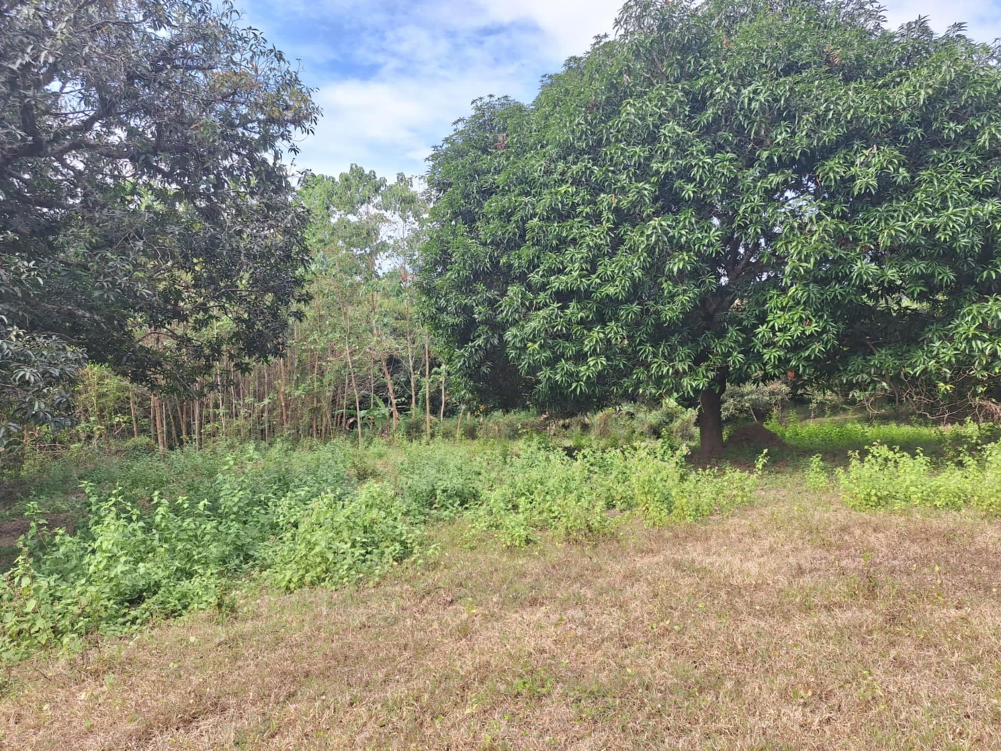 Premium Investment Opportunity: Own a 4.3-Hectare Mango Estate in Villasis, Pangasinan - Image 4 of 5