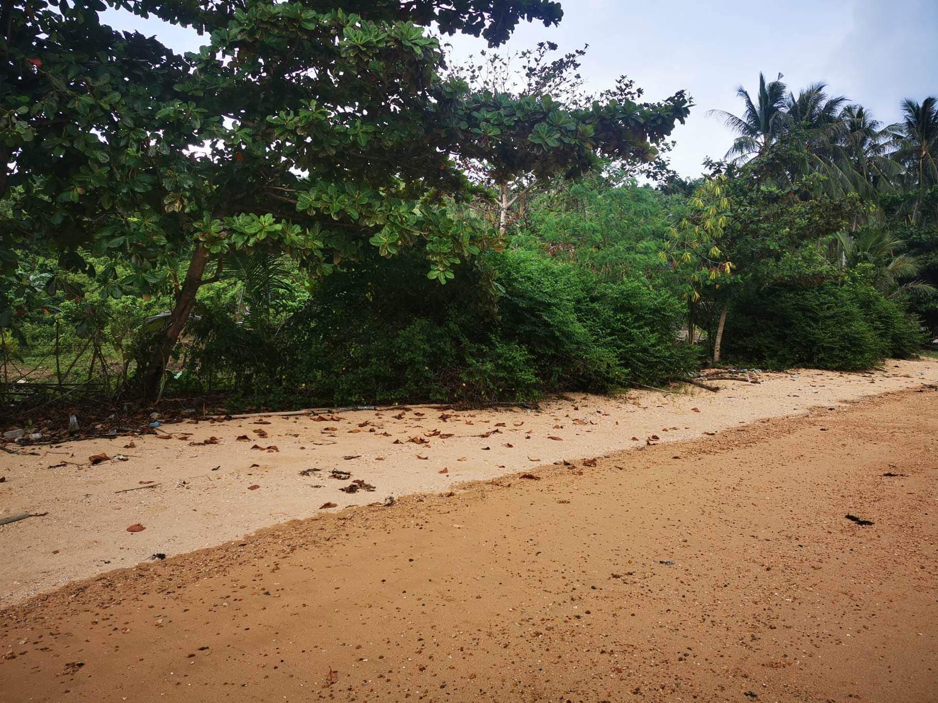 BEACH LOT FOR SALE IN SAN VICENTE PALAWAN - Image 2 of 5