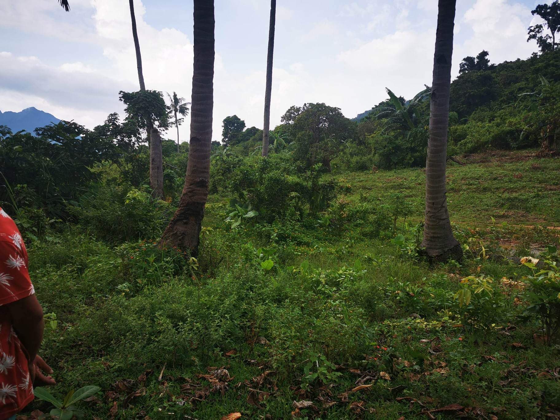 BEACH LOT FOR SALE IN SAN VICENTE PALAWAN - Image 4 of 5